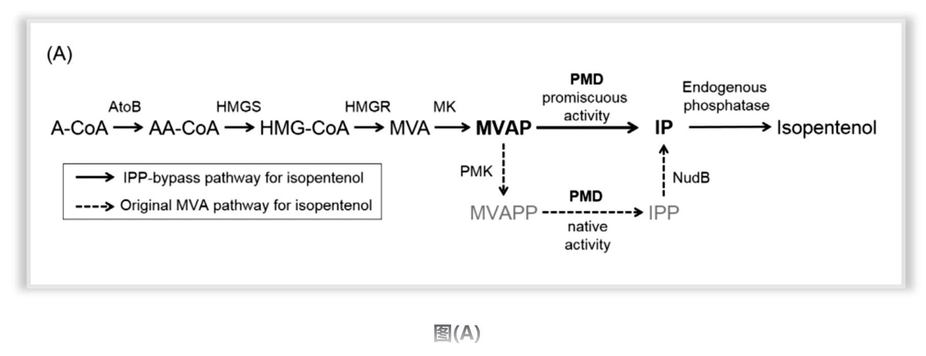 锐谈 | Metab. Eng.：IPP旁路甲戊酸途径生产异戊烯醇的高通量酶筛选平台